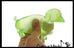 1 Sugar Dachshund Dog Ball Bag - Thick Glue/Gel Syrup Molass